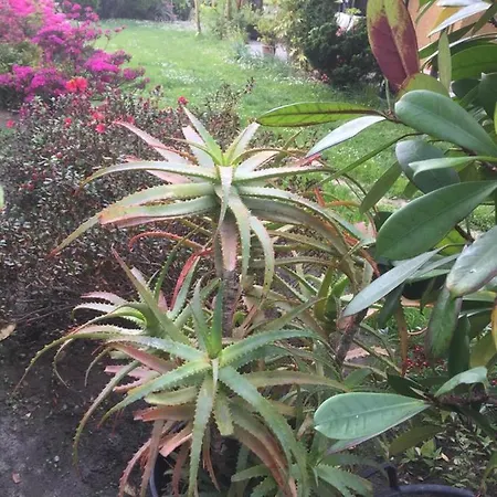 Daire Da Boni & Luci