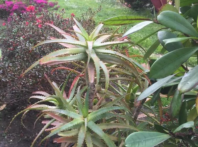 Daire Da Boni & Luci